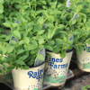 One Quart Annual Pots